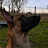 Roy participe au concours pour gagner de l'argent avec cette photo : dog, canine, outdoor, grass, fence, tree, sky, portrait, brown_coat, black_muzzle, alert, ears_up, nature, pet, animal, watching, focused, quiet, daytime, field