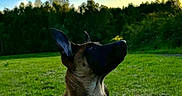 Roy a rejoint le concours — aidez-le/la à gagner de superbes lots ! alert, animal, blue_sky, canine, collar, dog, evening, field, grass, green, landscape, leash, mammal, nature, outdoor, pet, sitting, sky, sunset, trees