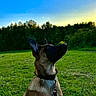 dog, canine, pet, grass, field, sunset, sky, blue_sky, trees, nature, outdoor, leash, collar, animal, mammal, sitting, alert, landscape, green, evening