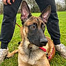 Roy participe au concours pour gagner de l'argent avec cette photo : dog, belgian_malinois, leash, grass, outdoor, person, sneakers, pants, ears, alert, park, nature, animal, pet, canine, greenery, sky, trees, looking_away, casual