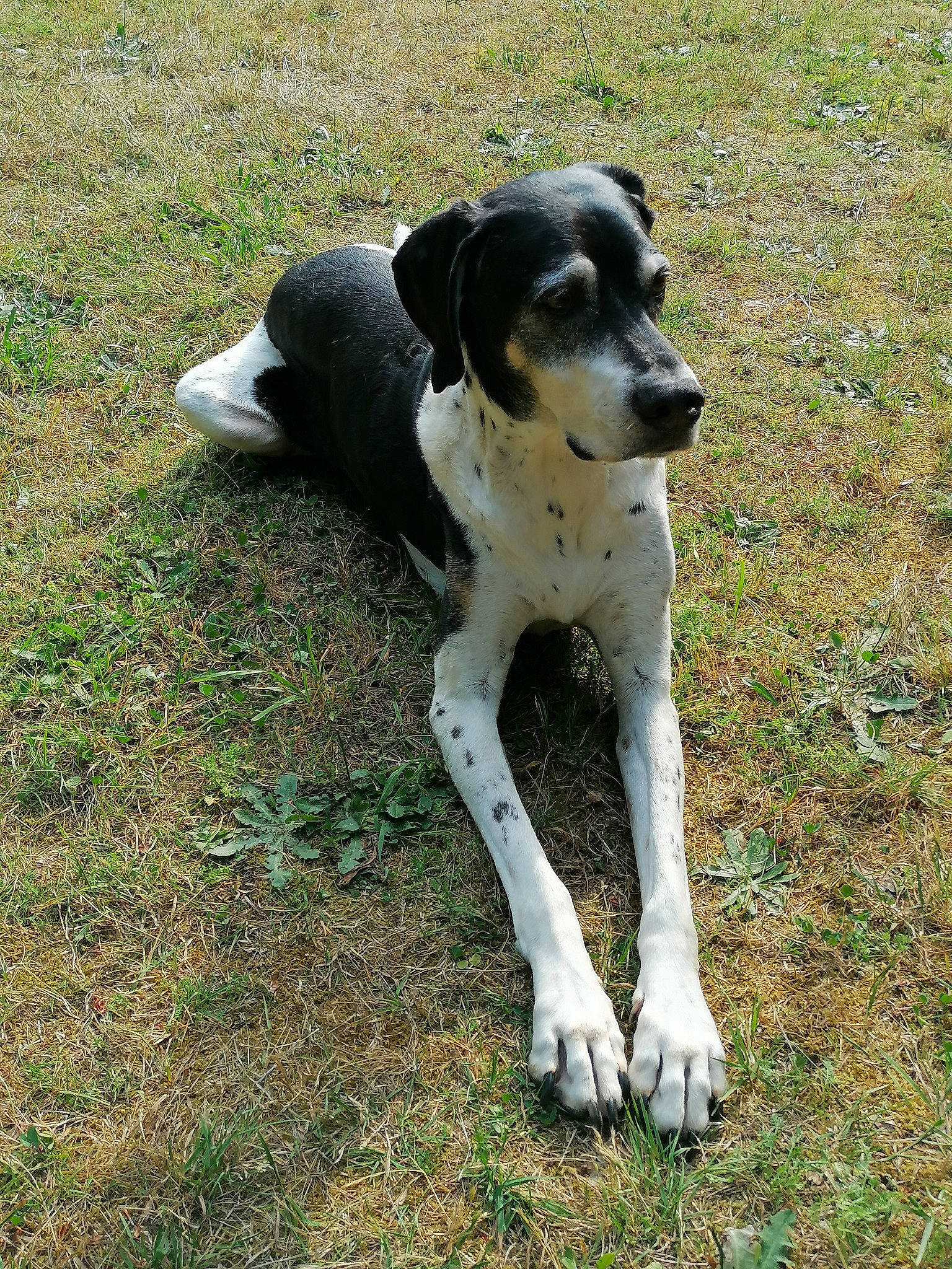 Figo participe au concours pour gagner de l'argent avec cette photo : canidae, carnivore, collar, companion_dog, dog, dog_breed, grass, hound, hunting_dog, non_sporting_group, paw, plant, scent_hound, snout, sporting_group, street_dog, tail, working_animal, working_dog