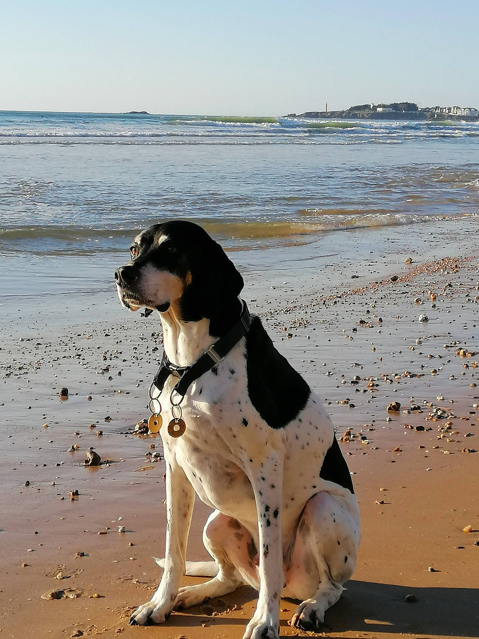 Figo participe au concours pour gagner de l'argent avec cette photo : beach, canidae, carnivore, coast, collar, companion_dog, dog, dog_breed, fawn, horizon, ocean, sand, shore, sky, sporting_group, water, wave, wind_wave, working_animal, working_dog