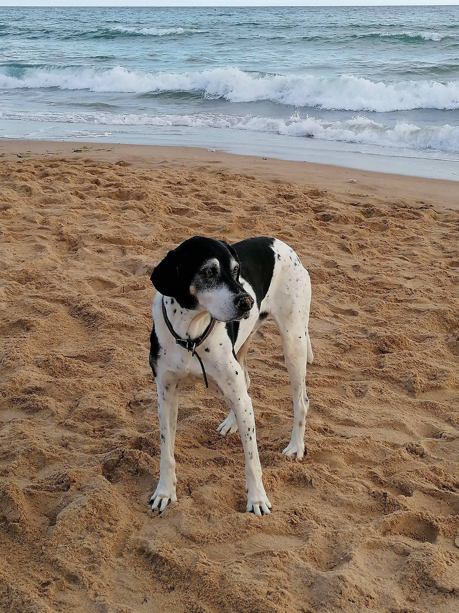 Figo a rejoint le concours — aidez-le/la à gagner de superbes lots ! beach, canidae, carnivore, collar, companion_dog, dog, dog_breed, dog_collar, dog_supply, fawn, mammal, ocean, pet_supply, shore, sky, sporting_group, vertebrate, water, wind_wave, working_animal