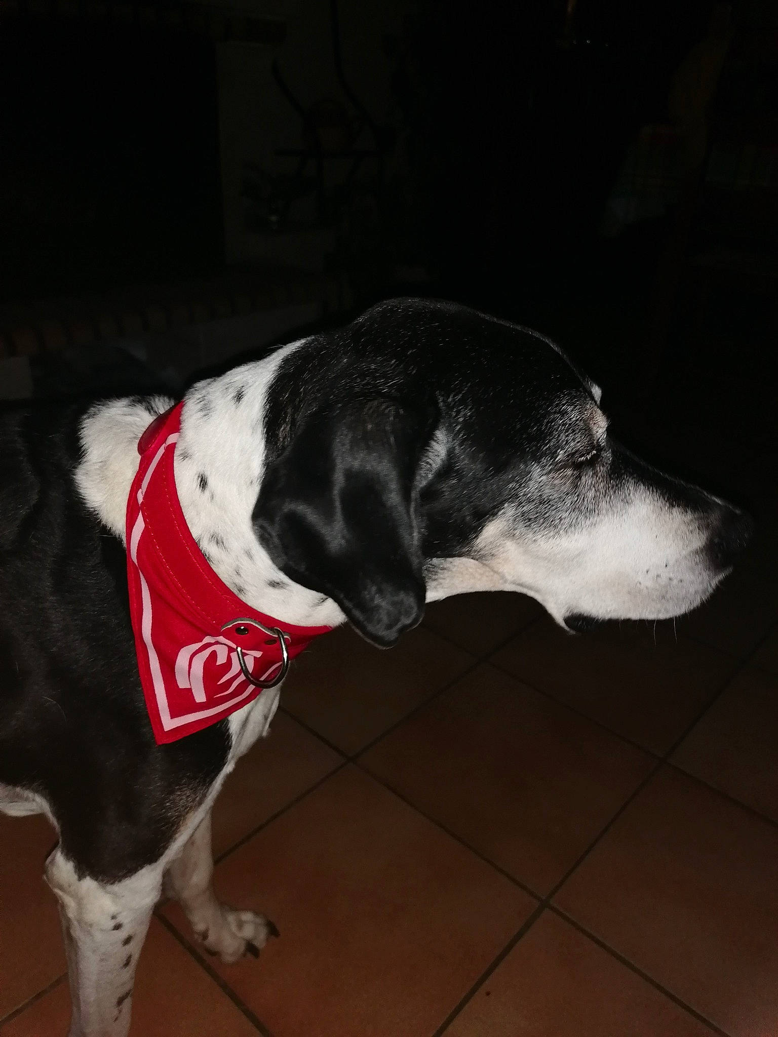 Figo a rejoint le concours — aidez-le/la à gagner de superbes lots ! canidae, carnivore, collar, companion_dog, dog, dog_breed, dog_collar, dog_supply, fur, monochrome_photography, non_sporting_group, paw, pet_supply, snout, sporting_group, tail, terrestrial_animal, whiskers, working_animal