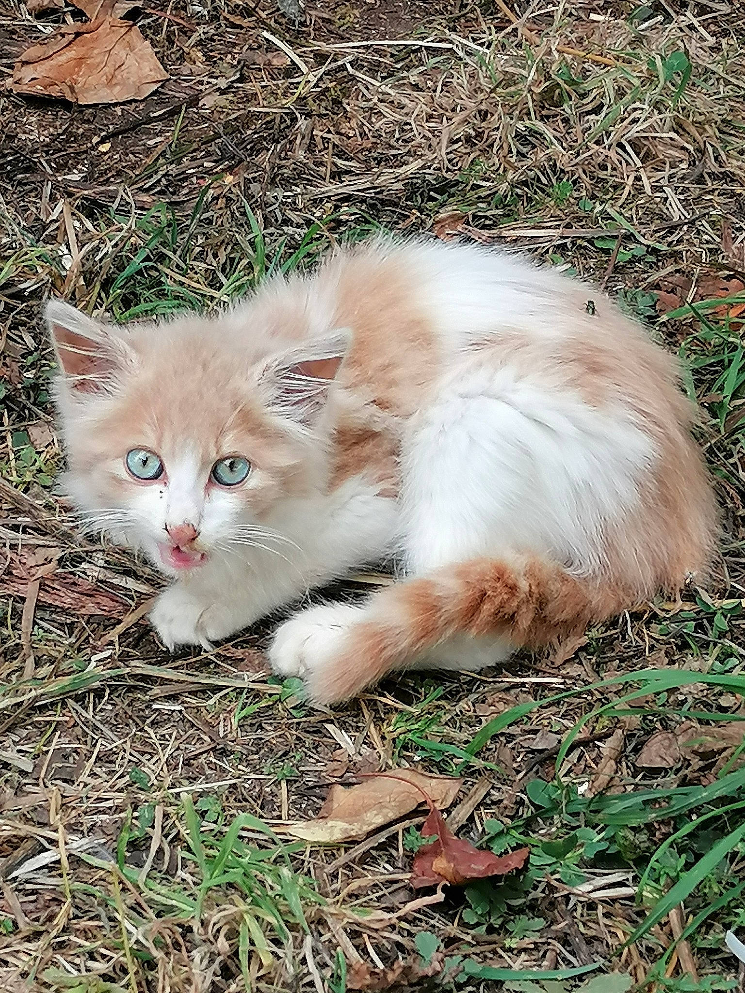 Minou participe au concours pour gagner de l'argent avec cette photo : carnivore, cat, domestic_short_haired_cat, fawn, felidae, fur, grass, groundcover, plant, small_to_medium_sized_cats, tail, terrestrial_animal, tree, whiskers