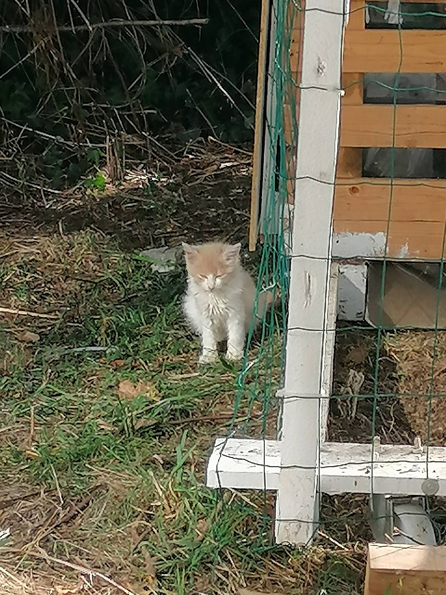 Minou participe au concours pour gagner de l'argent avec cette photo : building, cat, domestic_short_haired_cat, felidae, fur, grass, house, plant, small_to_medium_sized_cats, soil, tail, tree, trunk, twig, whiskers, wildlife, window, wood, yard