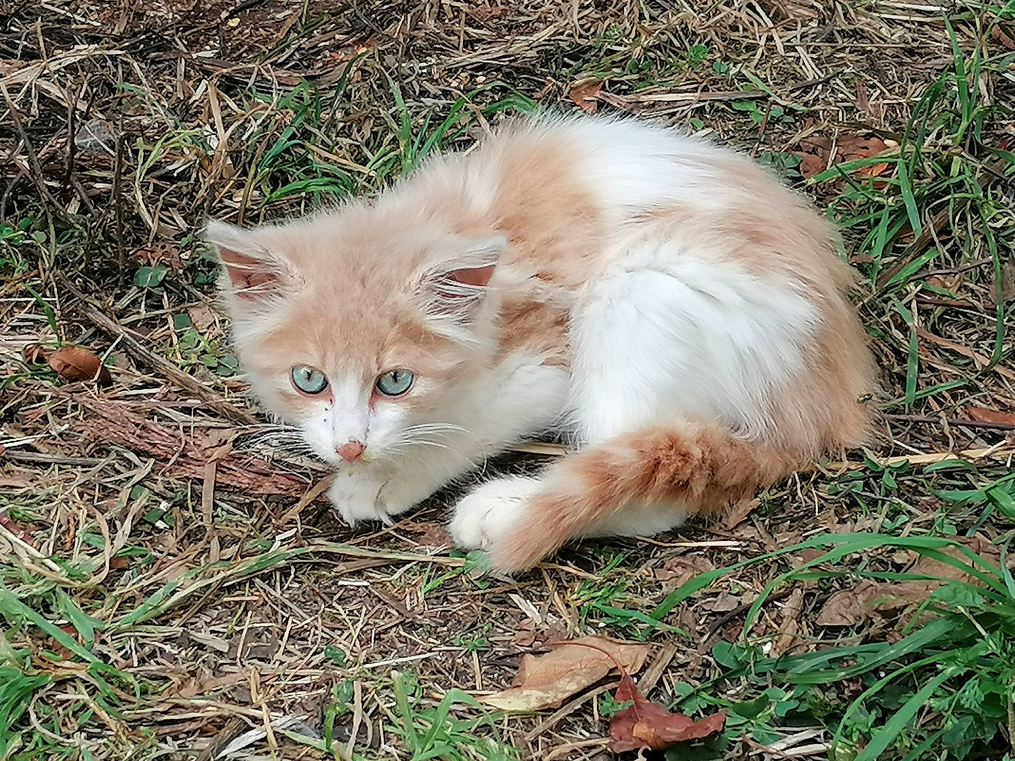 Minou a rejoint le concours — aidez-le/la à gagner de superbes lots ! art, carnivore, cat, domestic_short_haired_cat, fawn, felidae, fur, grass, groundcover, plant, small_to_medium_sized_cats, tail, terrestrial_animal, tree, whiskers