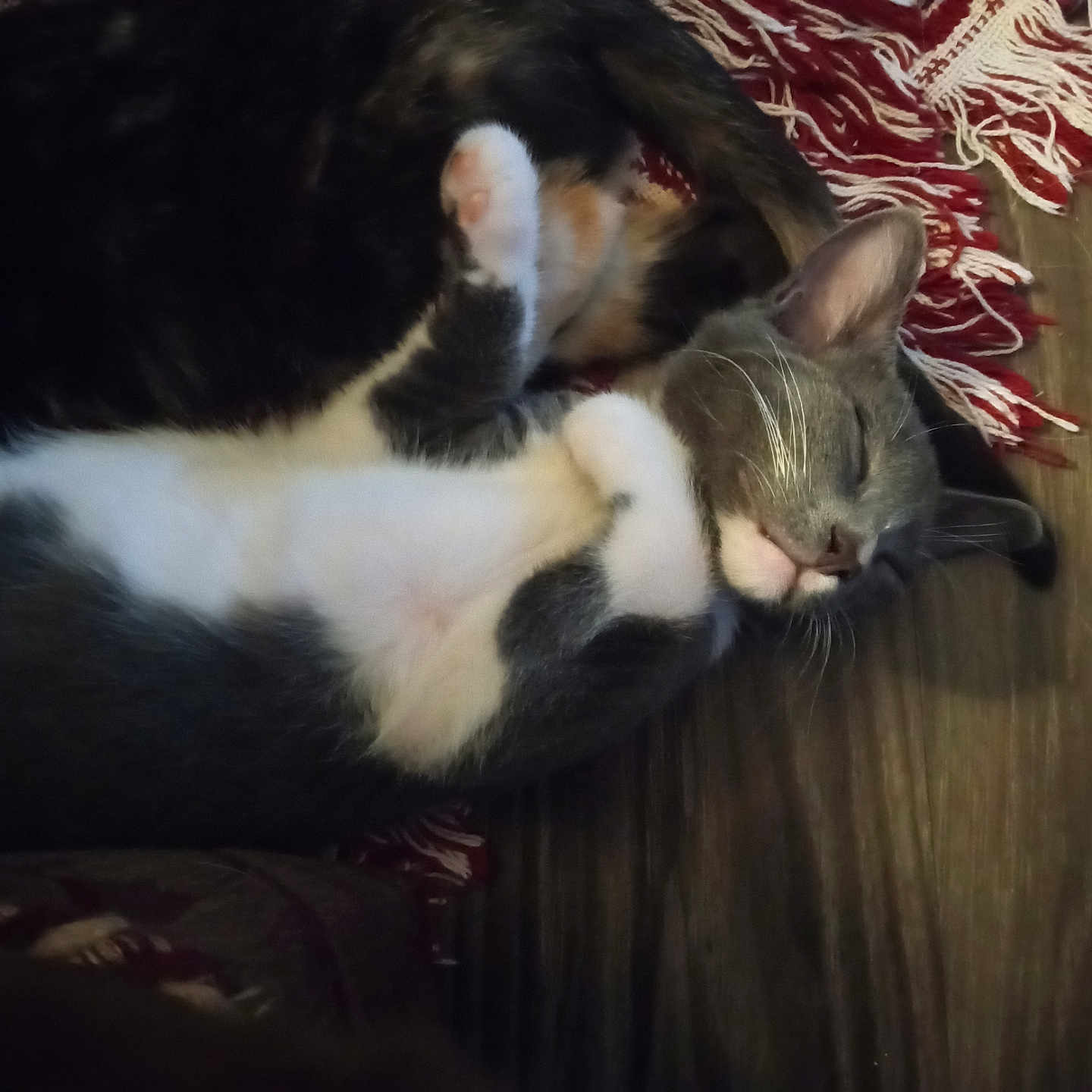 Mr. Pickles is registered to the contest to win money with this photo: abyssinian, animal, architecture, building, cat, chair, couch, furniture, hardwood, homedecor, indoors, kitten, livingroom, manx, person, pet, room, siamese, sleeping, wood