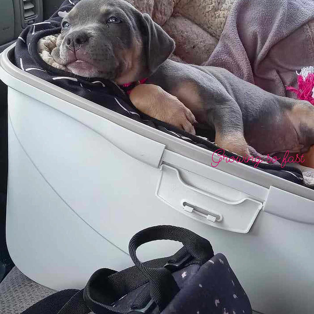 Roseshae is registered to the contest to win money with this photo: auto_part, automotive_design, automotive_exterior, automotive_lighting, bumper, car, car_seat, carnivore, comfort, companion_dog, dog, dog_breed, family_car, grey, luggage_and_bags, motor_vehicle, personal_luxury_car, shoulder_bag, vehicle, vehicle_door
