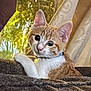 kitten, cat, ginger_cat, white_fur, pet, indoor, blanket, curtains, window, nature_background, closeup, young_cat, feline, curious, resting, domestic_animal, animal, soft_light, collar, cute