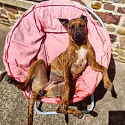 Capucine participe au concours pour gagner de l'argent avec cette photo : dog, brown_dog, pink_chair, outdoor, sunlight, stone_wall, concrete, relaxed, lounge, pet, animal, canine, casual, summer, shadows, seat, resting, sprawled, furniture, daylight