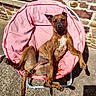 dog, brown_dog, pink_chair, outdoor, sunlight, stone_wall, concrete, relaxed, lounge, pet, animal, canine, casual, summer, shadows, seat, resting, sprawled, furniture, daylight