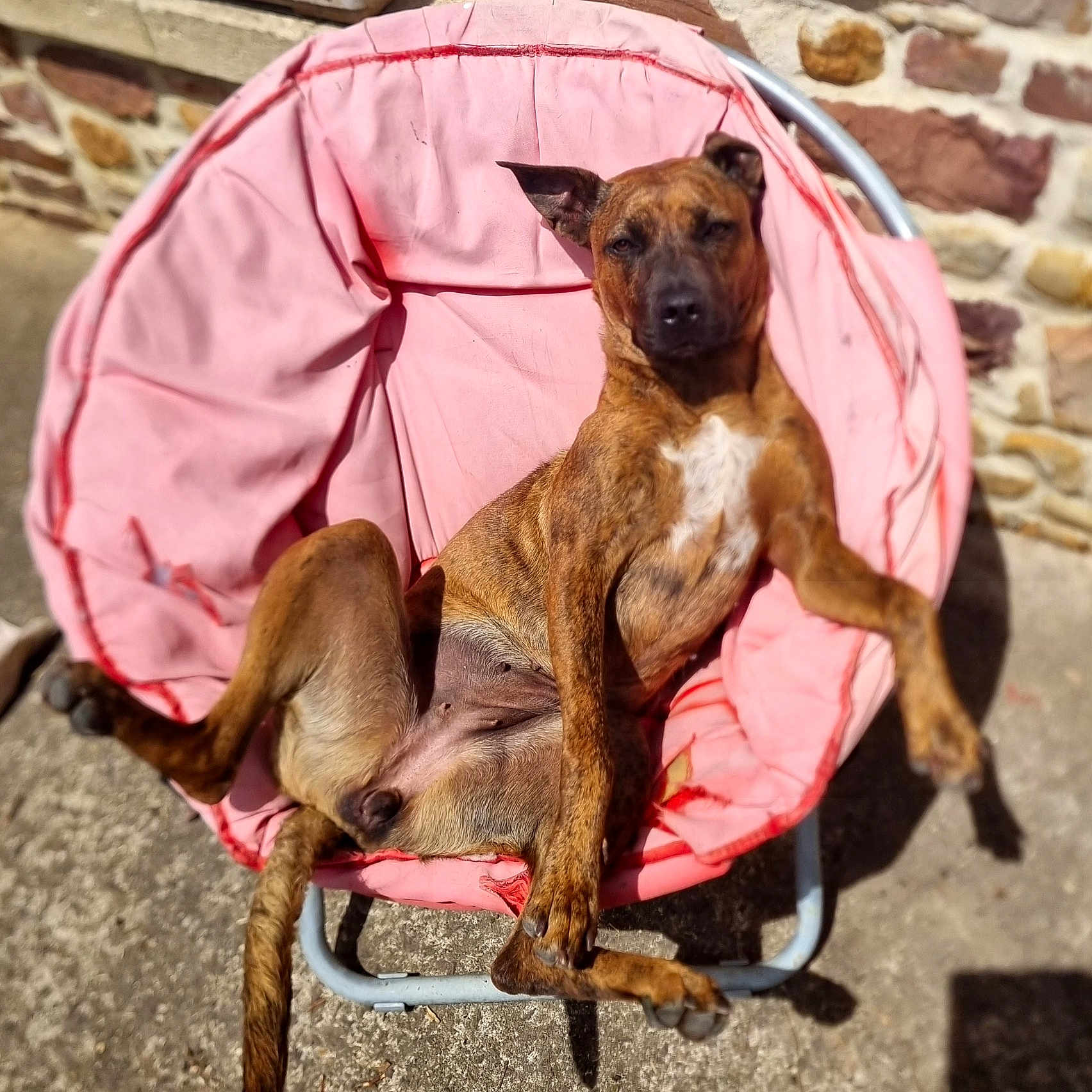 Capucine participe au concours pour gagner de l'argent avec cette photo : dog, brown_dog, pink_chair, outdoor, sunlight, stone_wall, concrete, relaxed, lounge, pet, animal, canine, casual, summer, shadows, seat, resting, sprawled, furniture, daylight
