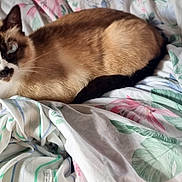 Aïda a rejoint le concours — aidez-le/la à gagner de superbes lots ! animal, bed, blanket, blue_eyes, cat, cozy, cute, ears, feline, floral_pattern, fur, indoor, looking, pet, relaxed, resting, siamese_cat, sleeping_area, striped_pattern, whiskers