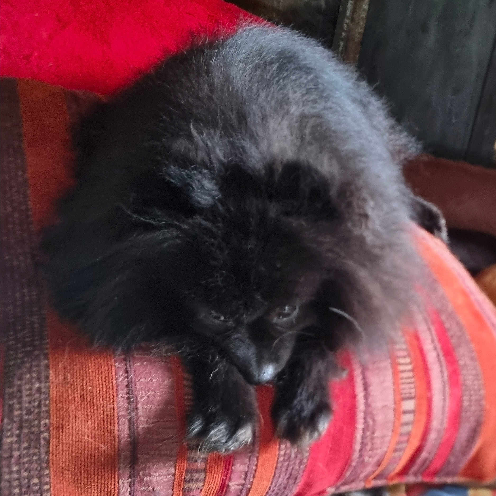 Telath a rejoint le concours — aidez-le/la à gagner de superbes lots ! dog, black_dog, fluffy, resting, cushion, striped, fabric, indoor, pet, fur, sleeping, animal, cozy, soft, closeup, comfort, home, paw, relaxing, cute