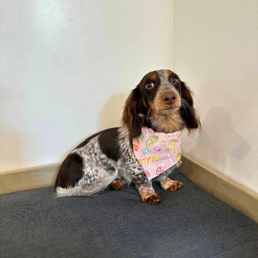 Georgia is registered to the contest to win money with this photo: animal, beagle, canine, clothing, cockerspaniel, dog, face, head, homedecor, hound, indoors, interiordesign, mat, pants, person, pet, photography, pointer, portrait, puppy