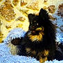 dog, fluffy, black, tan, chew_stick, pet_bed, shaggy, soft, stone_wall, indoor, cozy, animal, cute, alert, playful, fur, comfort, resting, companion, domestic