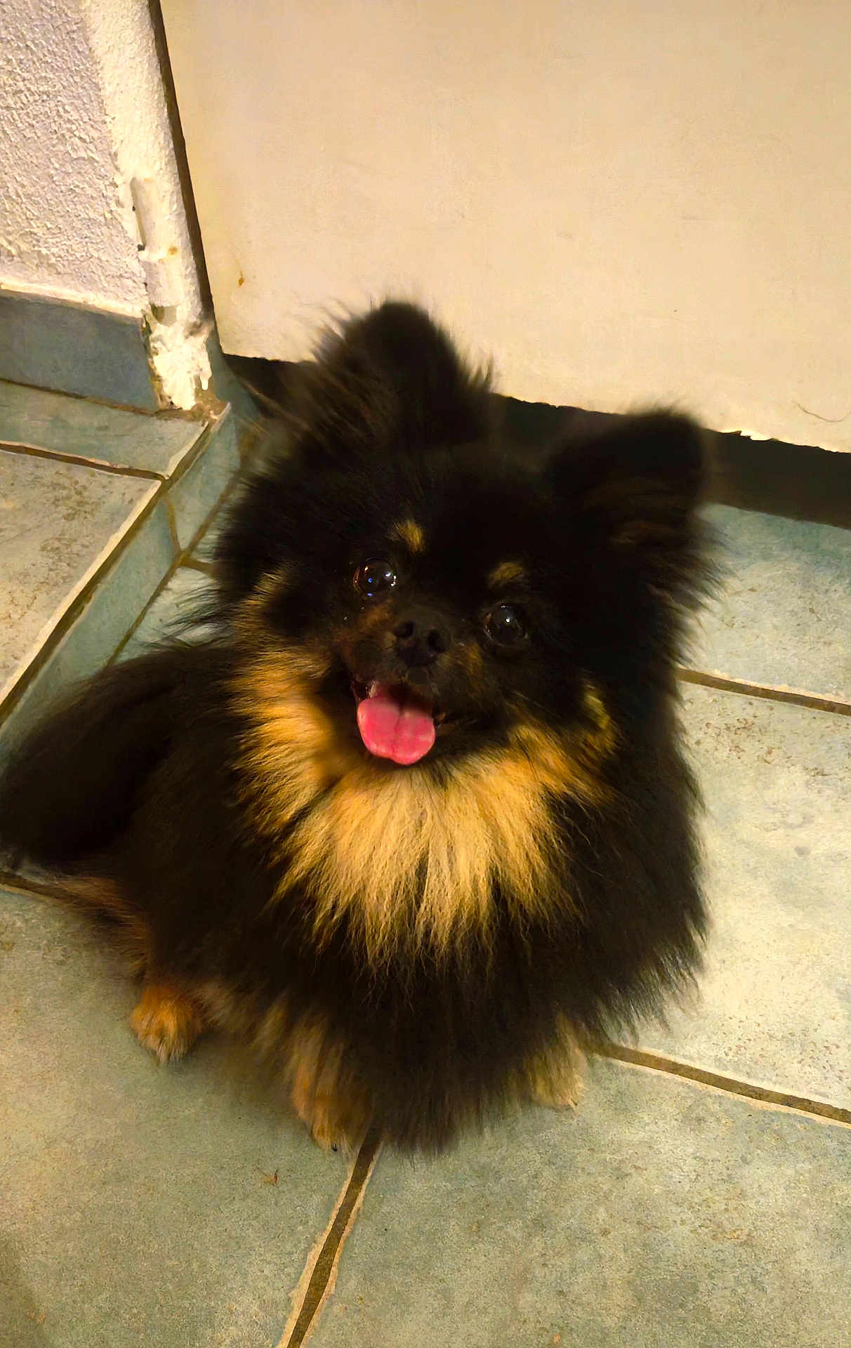 Baloo