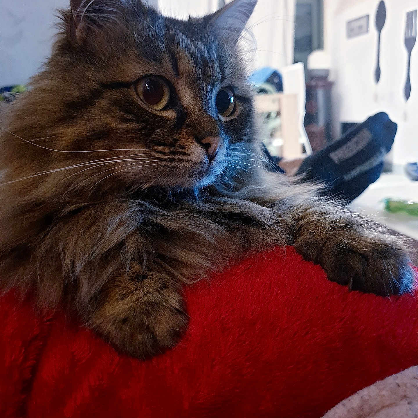Loulou