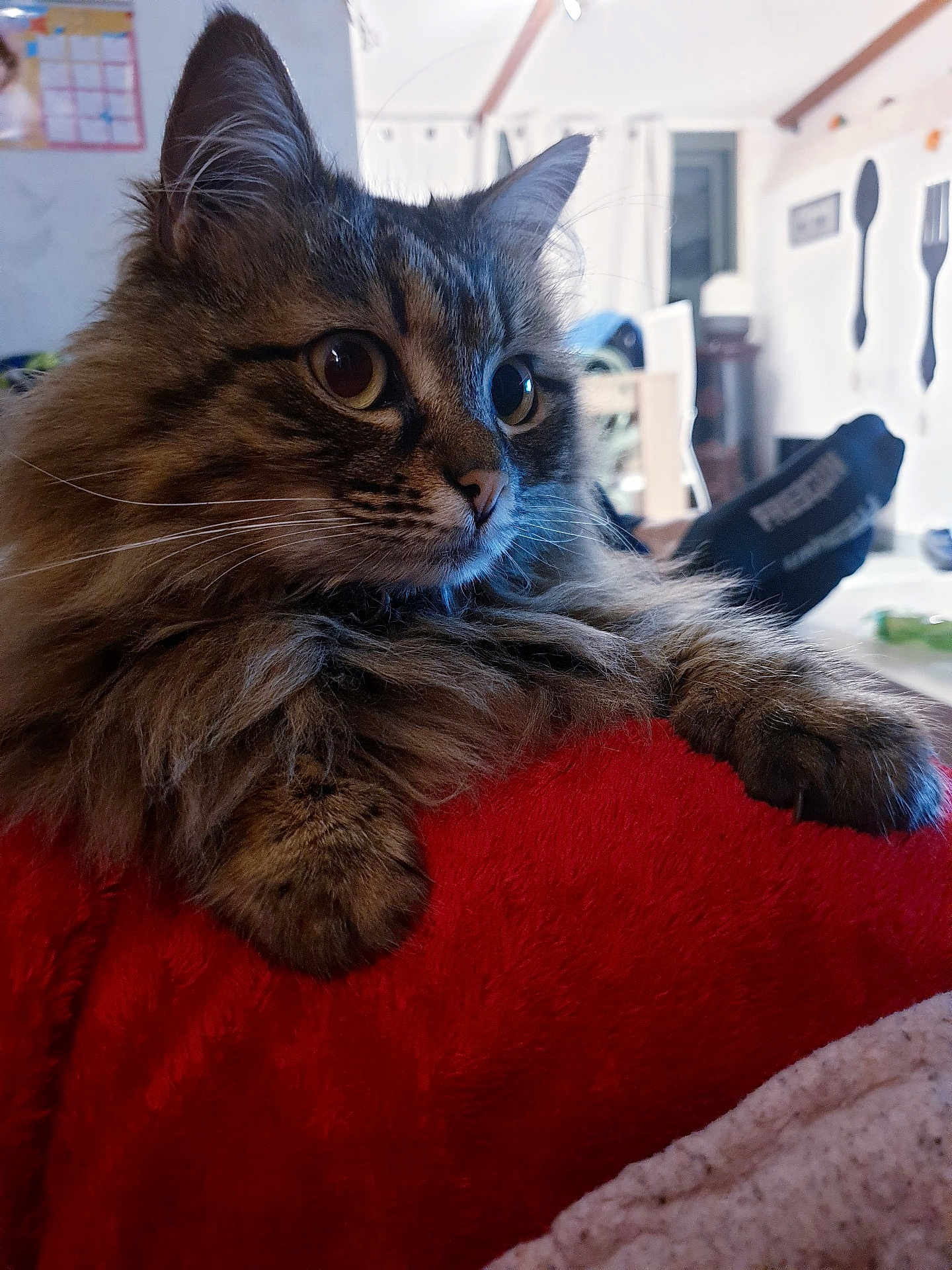 Loulou