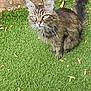 Loulou participe au concours pour gagner de l'argent avec cette photo : animal, artificial_grass, autumn, brick, cat, closeup, curious, ears, fall, fur, grass, leaf, nature, outdoor, pet, sitting, stone, tabby_cat, tail, whiskers