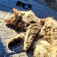Loulou a rejoint le concours — aidez-le/la à gagner de superbes lots ! animal, bicycle, cat, curious_eyes, daylight, feline, fluffy, fur, leisure, lying_down, outdoor, patterned_tablecloth, pet, relaxing, rustic, sunlight, tabby_cat, table, vintage_bike, wall