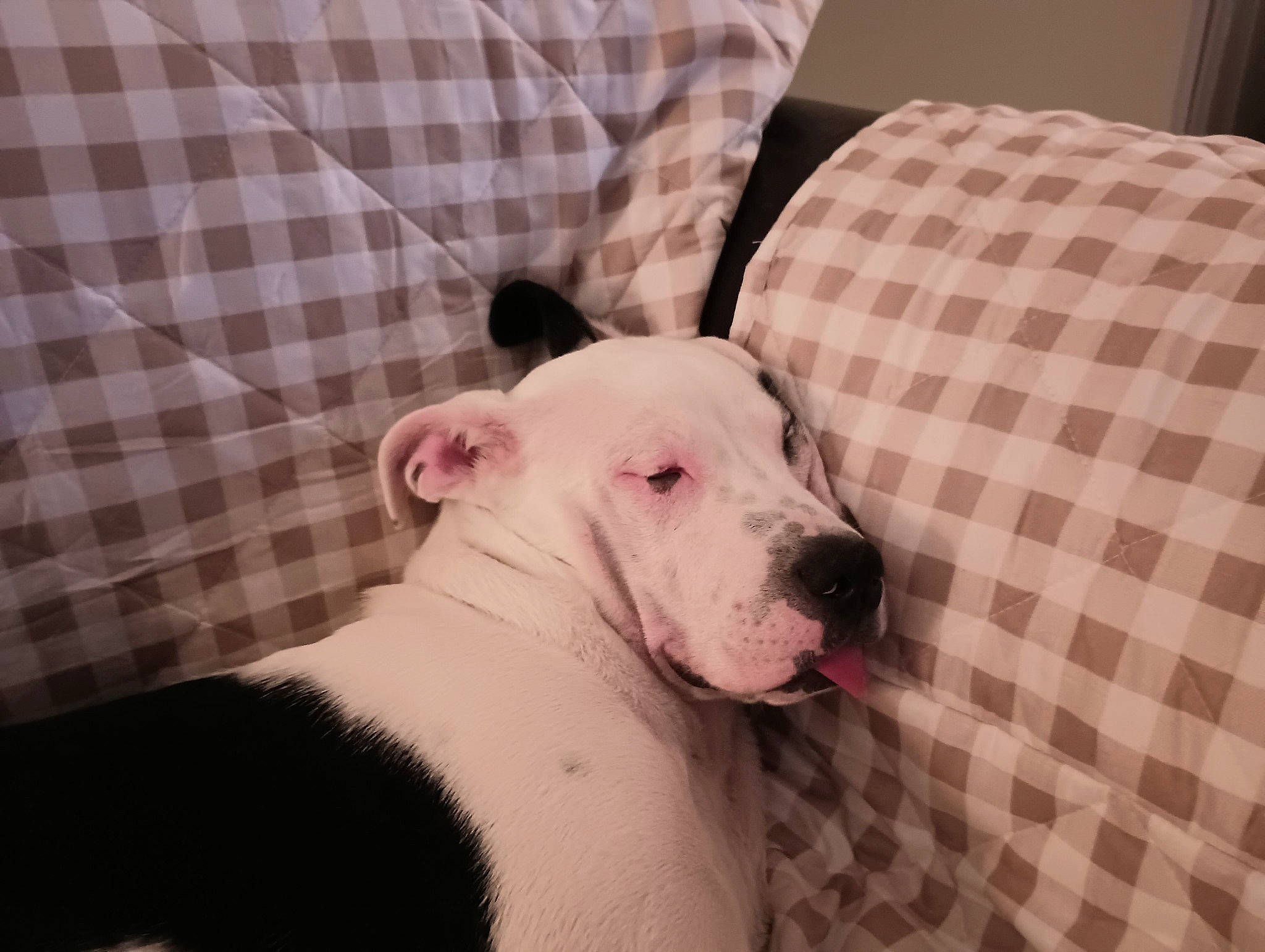 Ace joined the competition — help win amazing prizes! canidae, carnivore, collar, comfort, companion_dog, dog, dog_breed, dog_collar, fawn, linens, mammal, non_sporting_group, pattern, pet_supply, plaid, snout, sporting_group, tartan, terrestrial_animal, working_animal