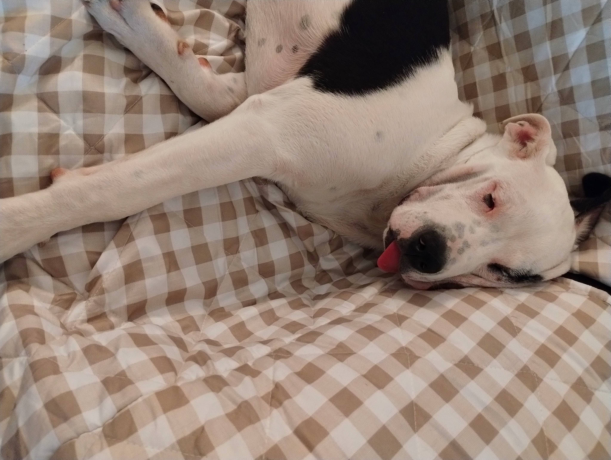 Ace joined the competition — help win amazing prizes! canidae, carnivore, collar, comfort, companion_dog, dog, dog_breed, fawn, linens, nap, non_sporting_group, pattern, pet_supply, plaid, snout, sporting_group, tartan, terrestrial_animal, whiskers, working_animal