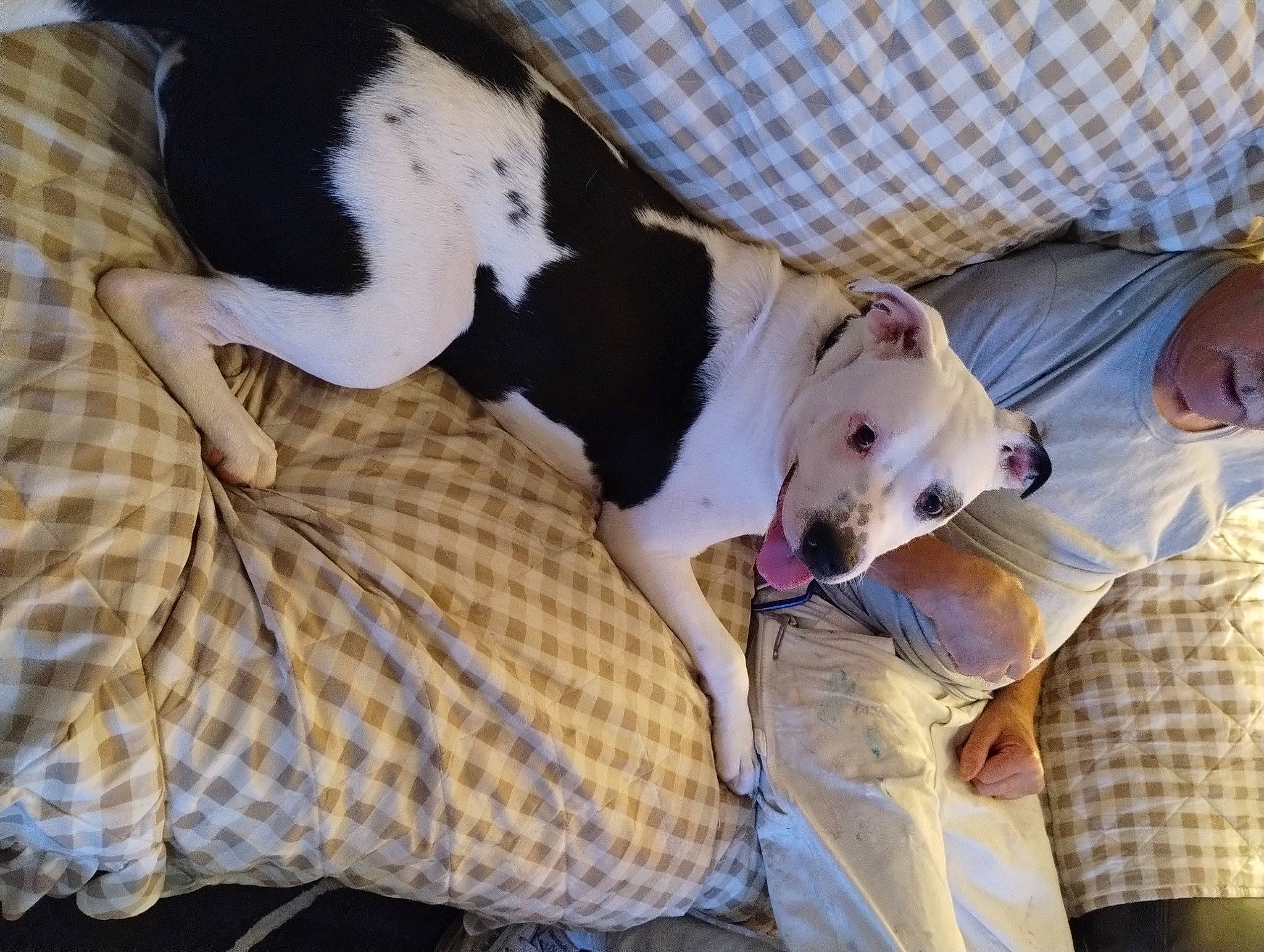 Ace joined the competition — help win amazing prizes! bedding, canidae, carnivore, comfort, companion_dog, couch, dog, dog_breed, fawn, fur, linens, nap, non_sporting_group, pattern, plaid, puppy, sleep, sporting_group, tail, working_animal