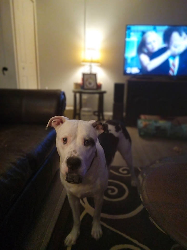 Ace is registered to the contest to win money with this photo: cable_television, carnivore, collar, comfort, companion_dog, couch, dog, dog_breed, fawn, floor, flooring, gadget, light, living_room, pet_supply, snout, tail, television, television_set, working_animal