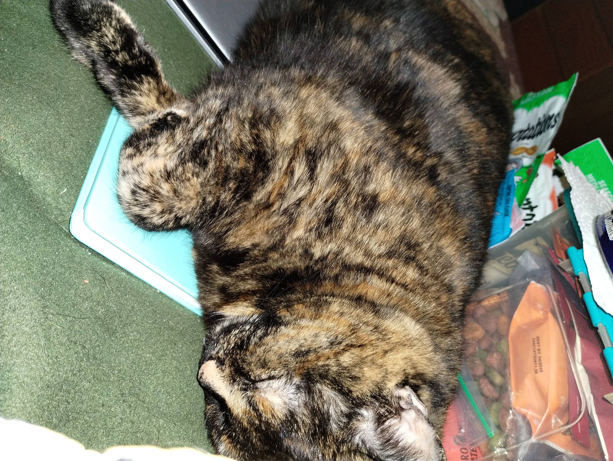 Hope joined the competition — help win amazing prizes! carnivore, cat, claw, domestic_short_haired_cat, felidae, fur, military_camouflage, small_to_medium_sized_cats, snout, tail, terrestrial_animal, whiskers