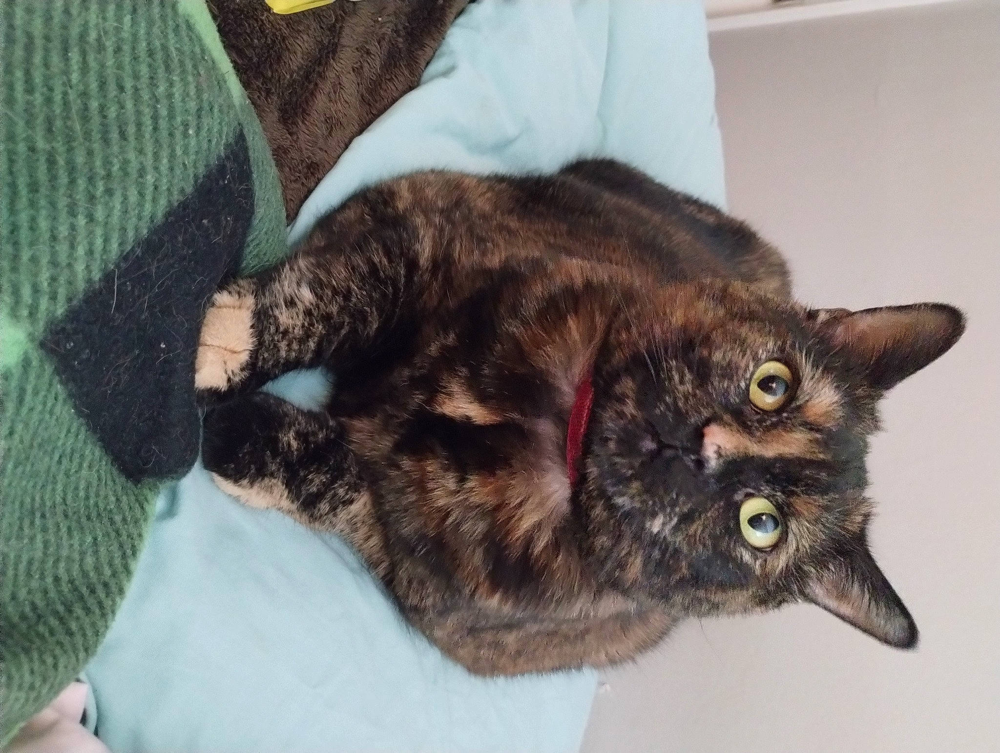 Hope is registered to the contest to win money with this photo: black_cat, carnivore, cat, claw, comfort, domestic_short_haired_cat, felidae, fur, linens, liver, pattern, paw, plaid, small_to_medium_sized_cats, snout, tail, tartan, terrestrial_animal, whiskers, woven_fabric