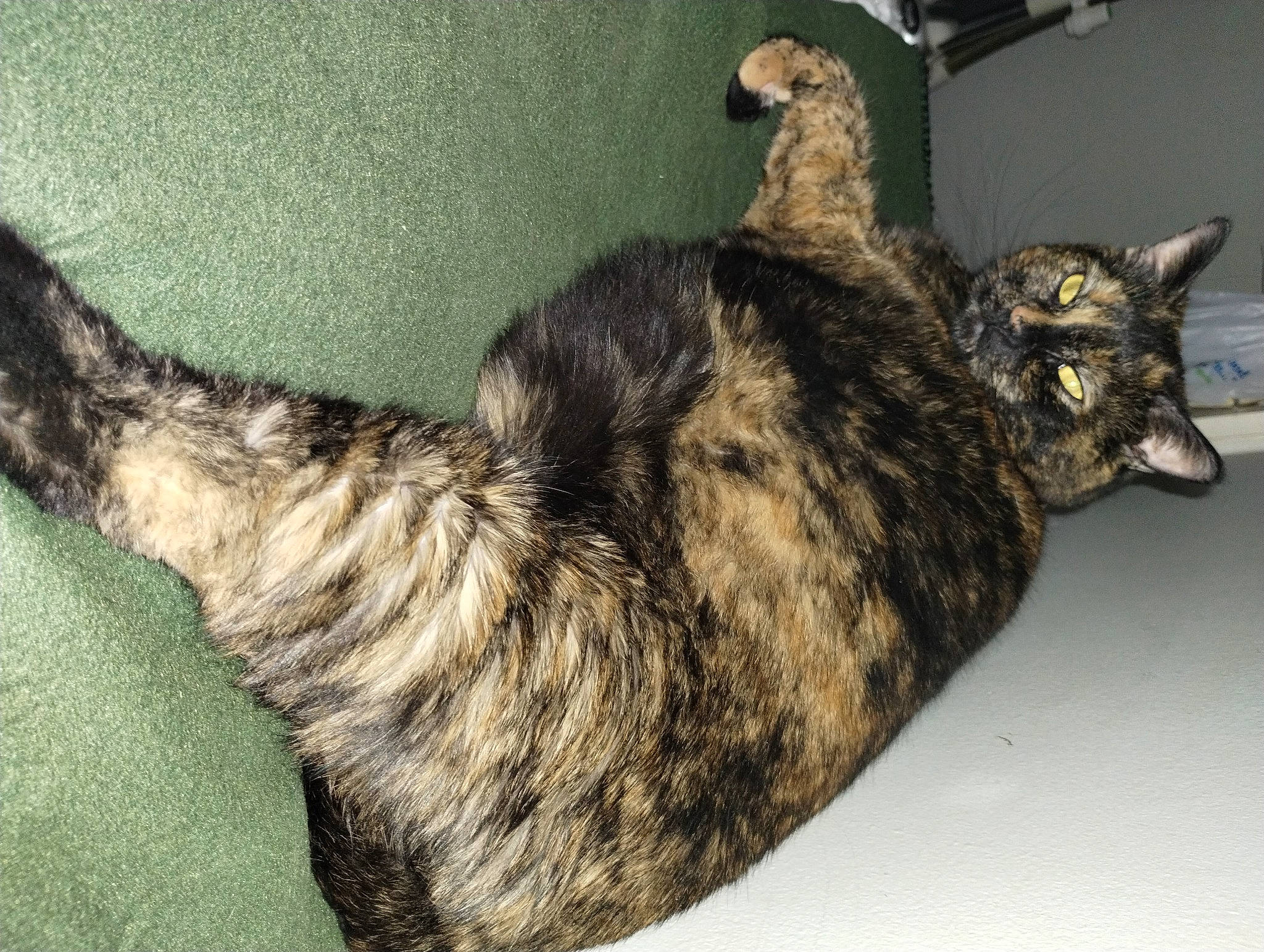 Hope joined the competition — help win amazing prizes! carnivore, cat, claw, comfort, dog_breed, domestic_short_haired_cat, felidae, fur, paw, small_to_medium_sized_cats, tail, whiskers