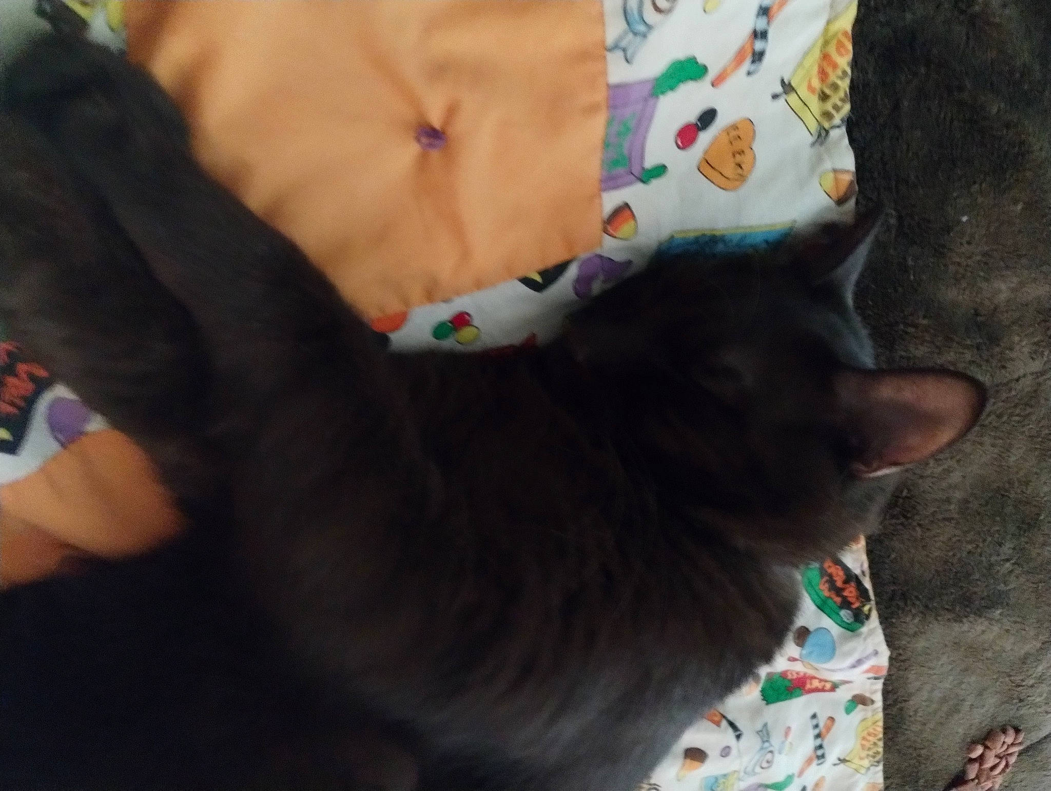 Babyboy is registered to the contest to win money with this photo: abdomen, black_cat, canidae, carnivore, cat, claw, domestic_short_haired_cat, fawn, felidae, fur, human_leg, lap, linens, paw, small_to_medium_sized_cats, tail, thigh, tree, whiskers