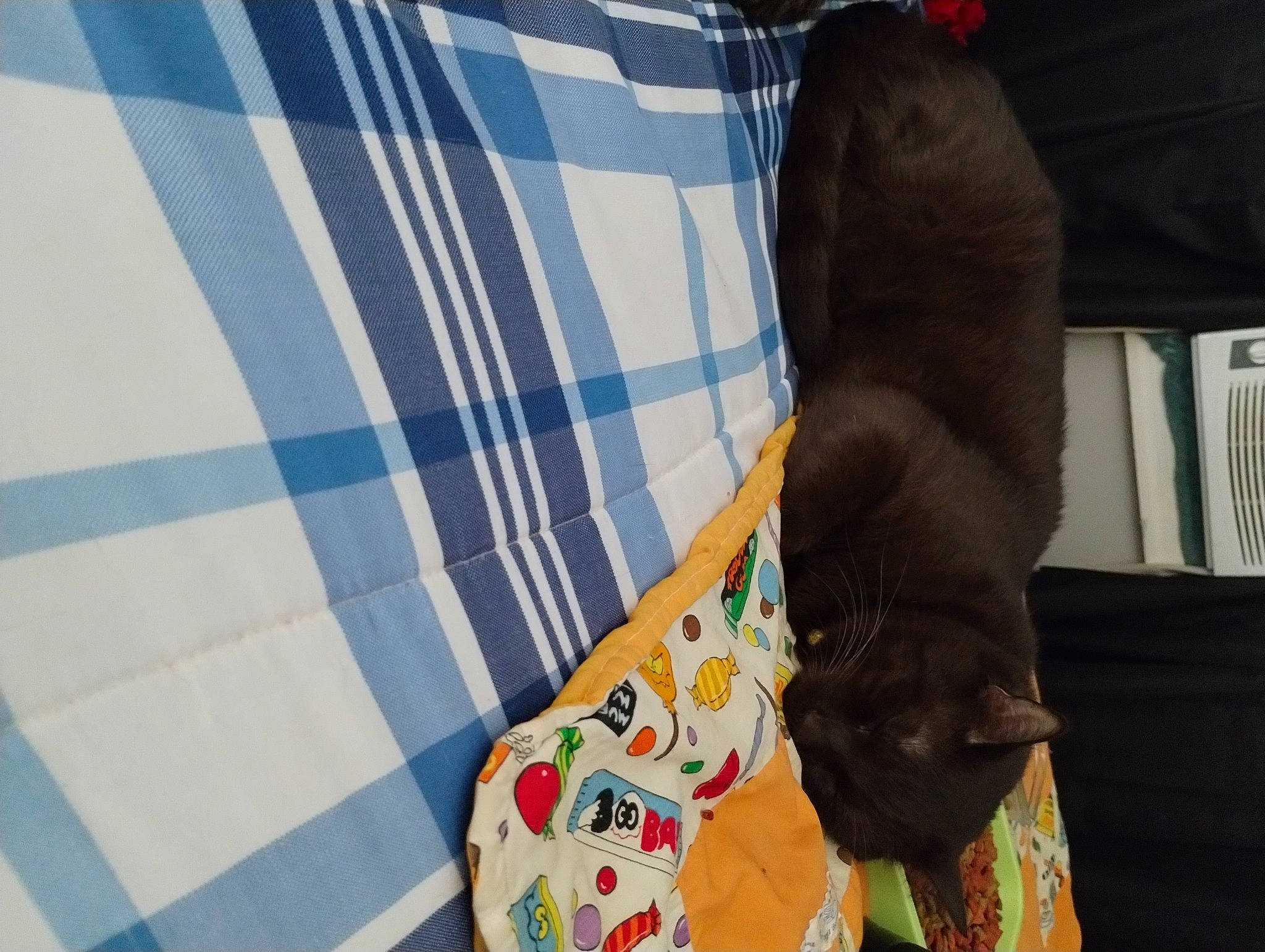 Babyboy is registered to the contest to win money with this photo: carnivore, collar, comfort, companion_dog, dog, dog_breed, dog_supply, fawn, felidae, fur, linens, liver, pattern, pet_supply, small_to_medium_sized_cats, snout, sporting_group, tail, whiskers, working_animal