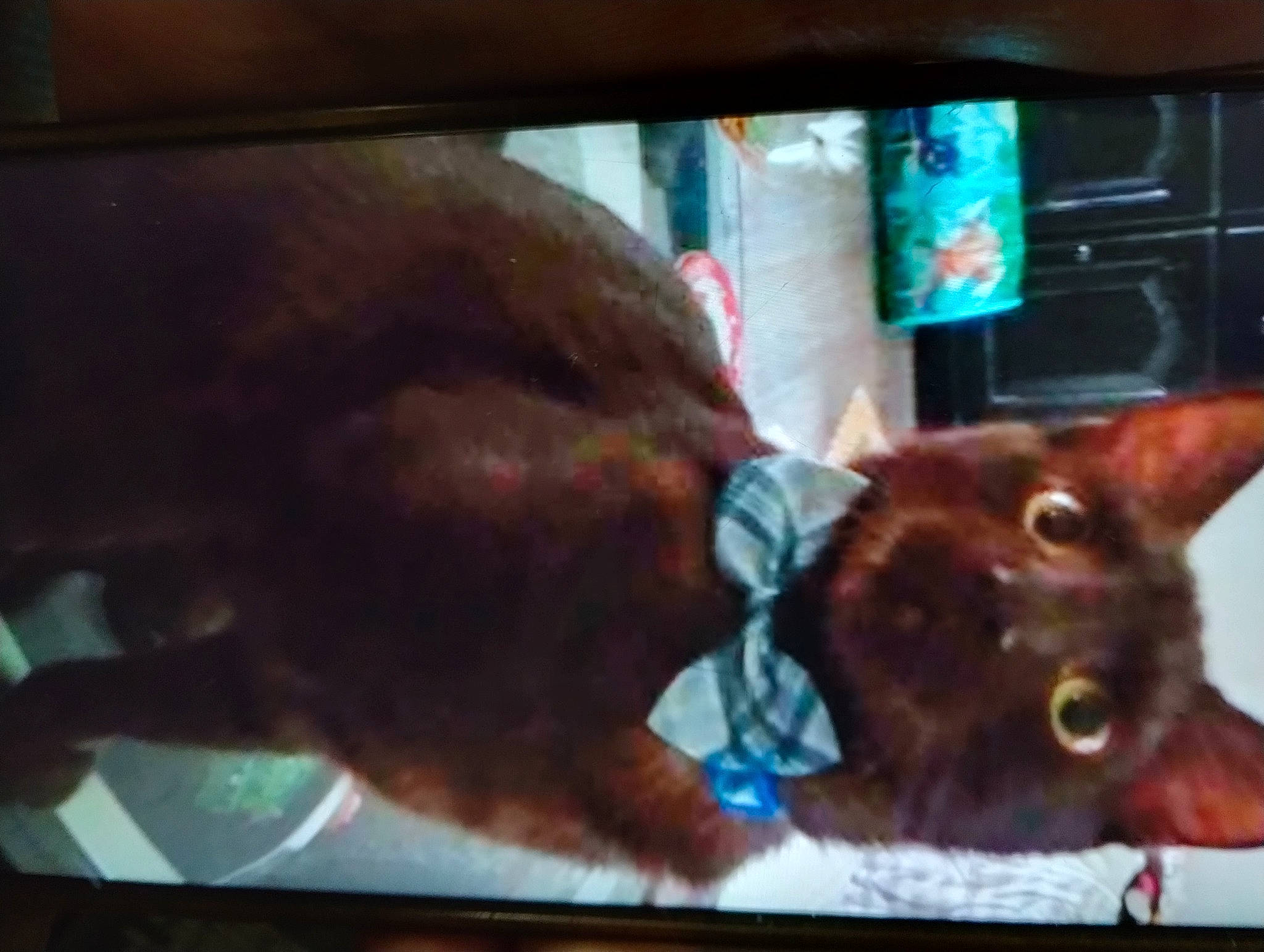 Babyboy joined the competition — help win amazing prizes! bombay, carnivore, cat, comfort, dog_breed, domestic_short_haired_cat, ear, fawn, felidae, fur, liver, small_to_medium_sized_cats, snout, sporting_group, tail, terrestrial_animal, whiskers, window, wood, working_animal