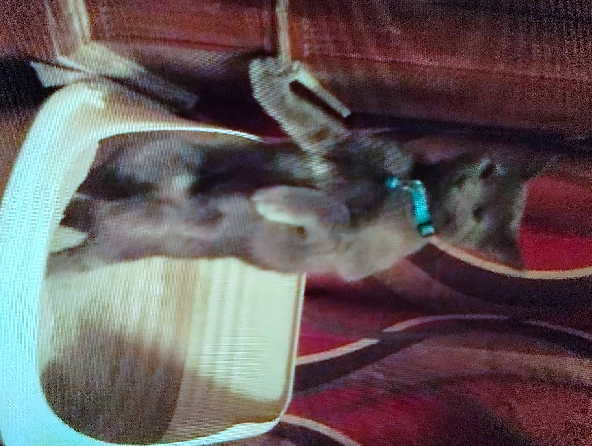 Blue is registered to the contest to win money with this photo: canidae, carnivore, collar, companion_dog, dog, dog_breed, dog_collar, ear, fawn, felidae, fur, liver, paw, small_to_medium_sized_cats, snout, sporting_group, tail, whiskers, wood, working_animal