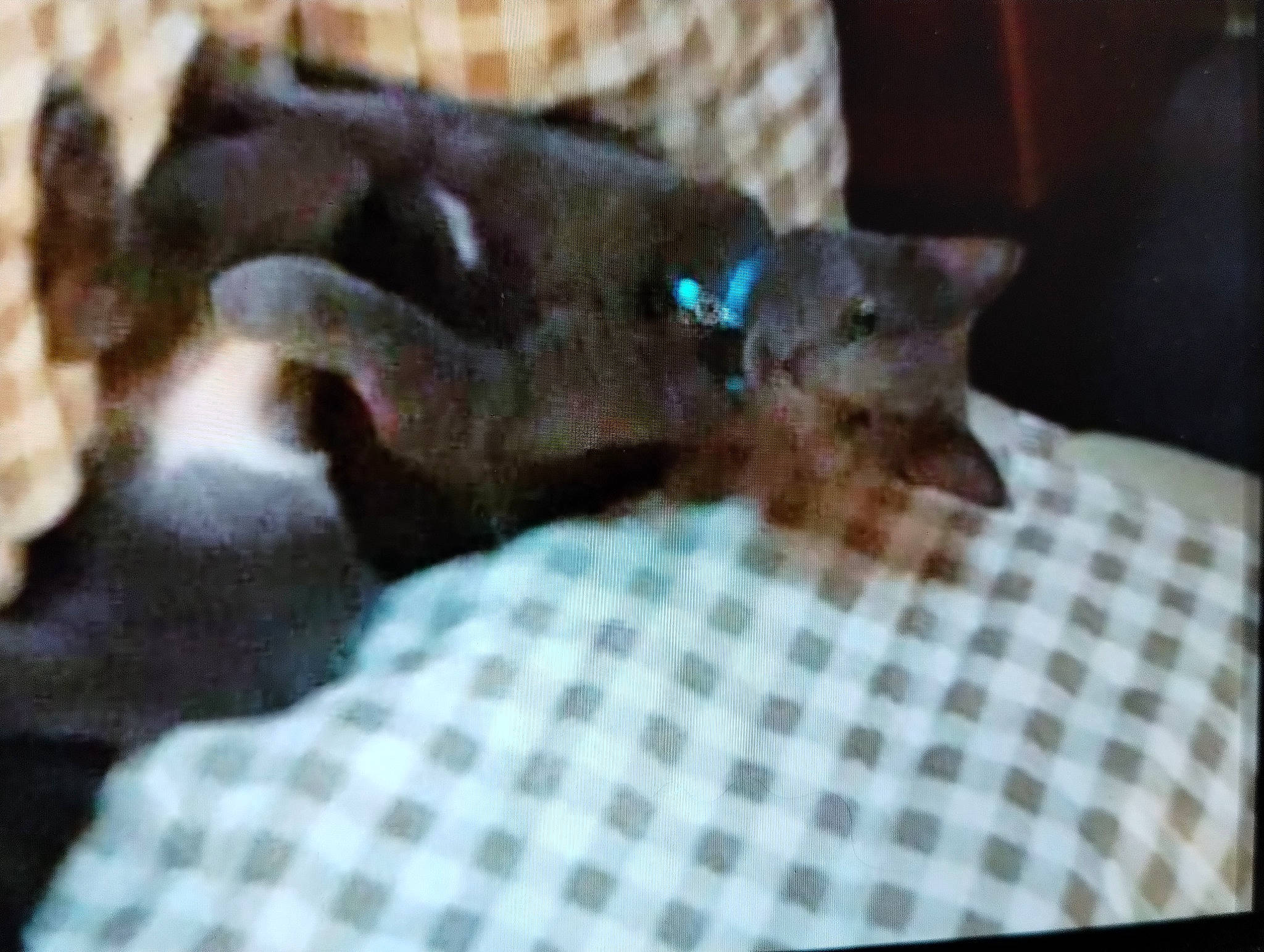 Blue is registered to the contest to win money with this photo: black_cat, canidae, carnivore, cat, comfort, dog_breed, domestic_short_haired_cat, fawn, felidae, fur, liver, pattern, plaid, small_to_medium_sized_cats, snout, sporting_group, tail, tartan, terrestrial_animal, whiskers