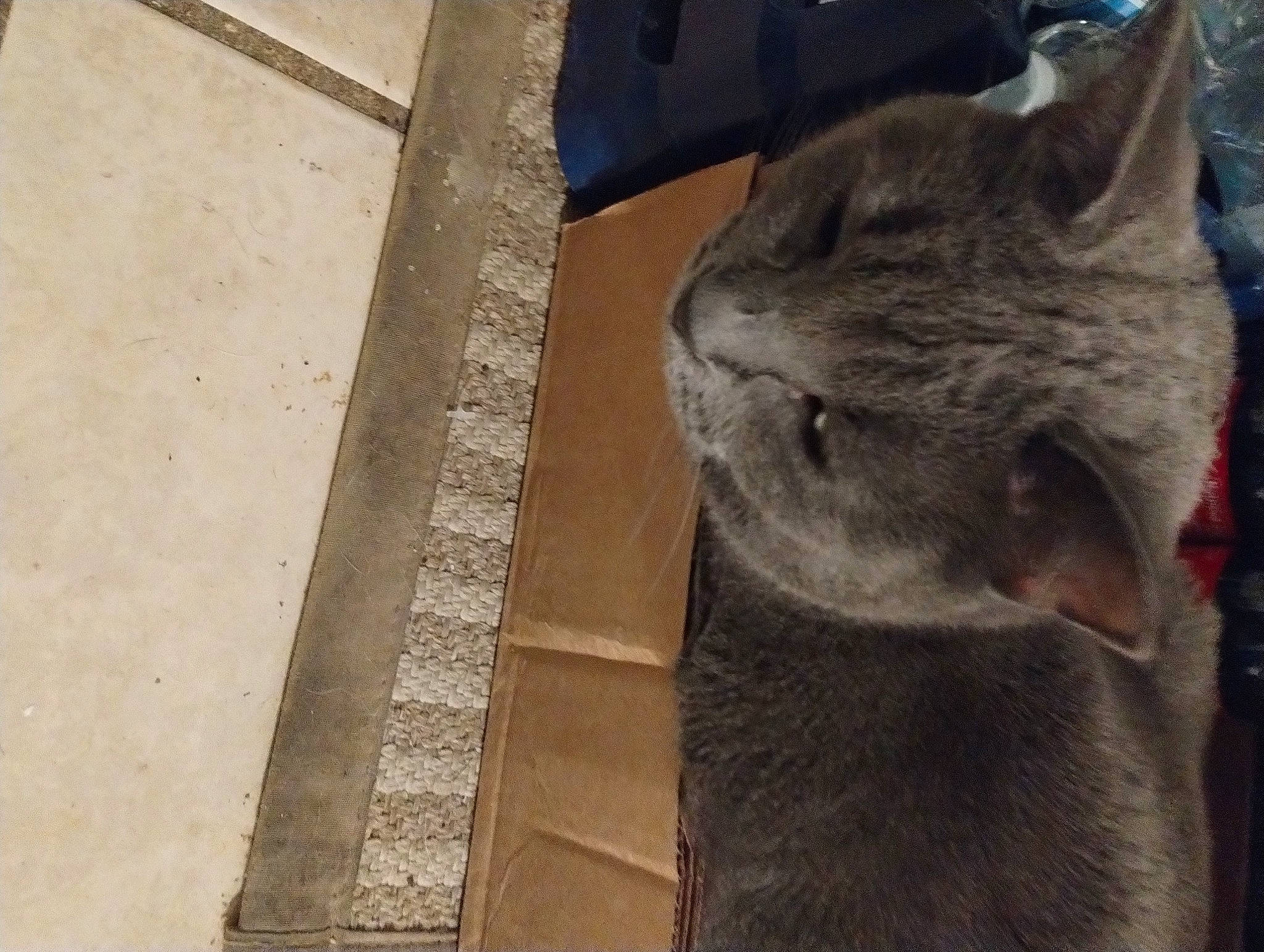 Blue joined the competition — help win amazing prizes! carnivore, cat, concrete, domestic_short_haired_cat, felidae, fur, grey, metal, russian_blue, small_to_medium_sized_cats, snout, tail, terrestrial_animal, whiskers, wood