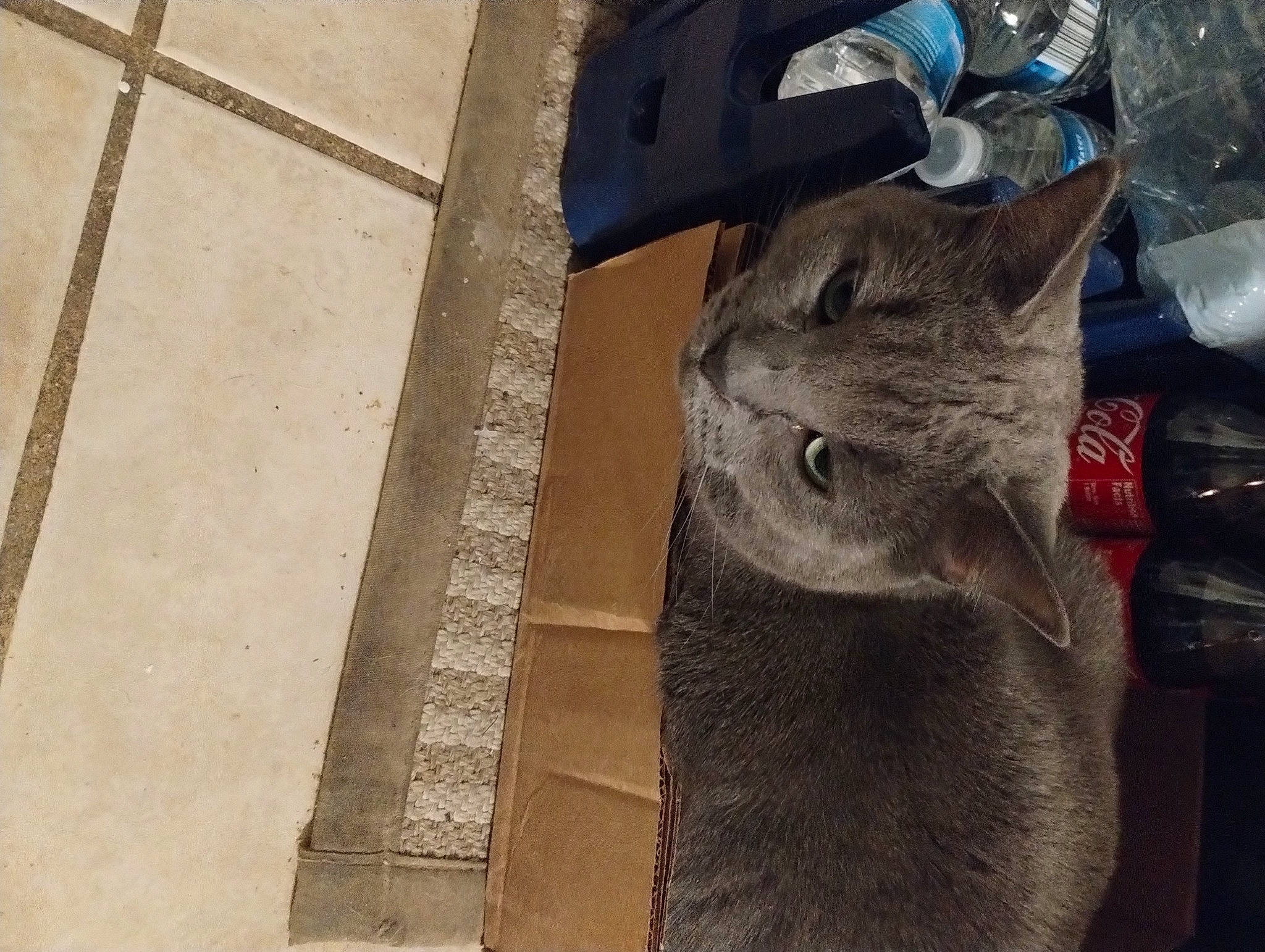 Blue is registered to the contest to win money with this photo: art, carnivore, cat, concrete, domestic_short_haired_cat, electric_blue, felidae, fur, grey, metal, russian_blue, sculpture, small_to_medium_sized_cats, snout, tail, visual_arts, whiskers, wood