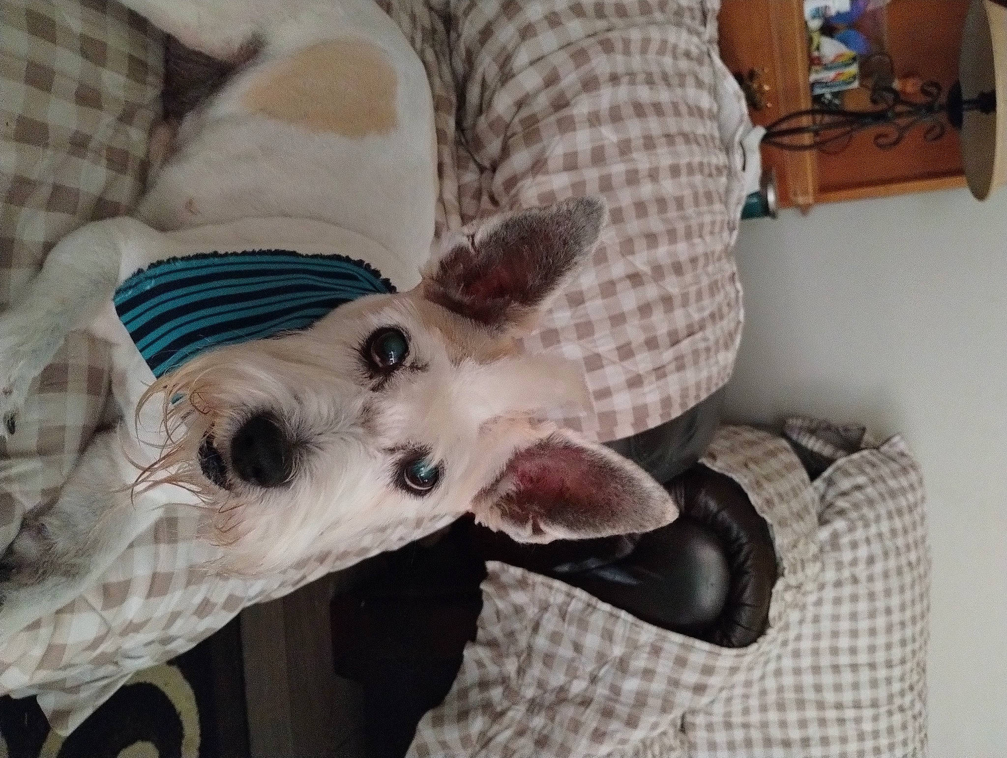 Eddie joined the competition — help win amazing prizes! canidae, carnivore, collar, companion_dog, dog, dog_breed, dog_clothes, dog_collar, dog_supply, ear, fawn, felidae, jaw, pattern, pet_supply, snout, sporting_group, toy_dog, whiskers, working_animal