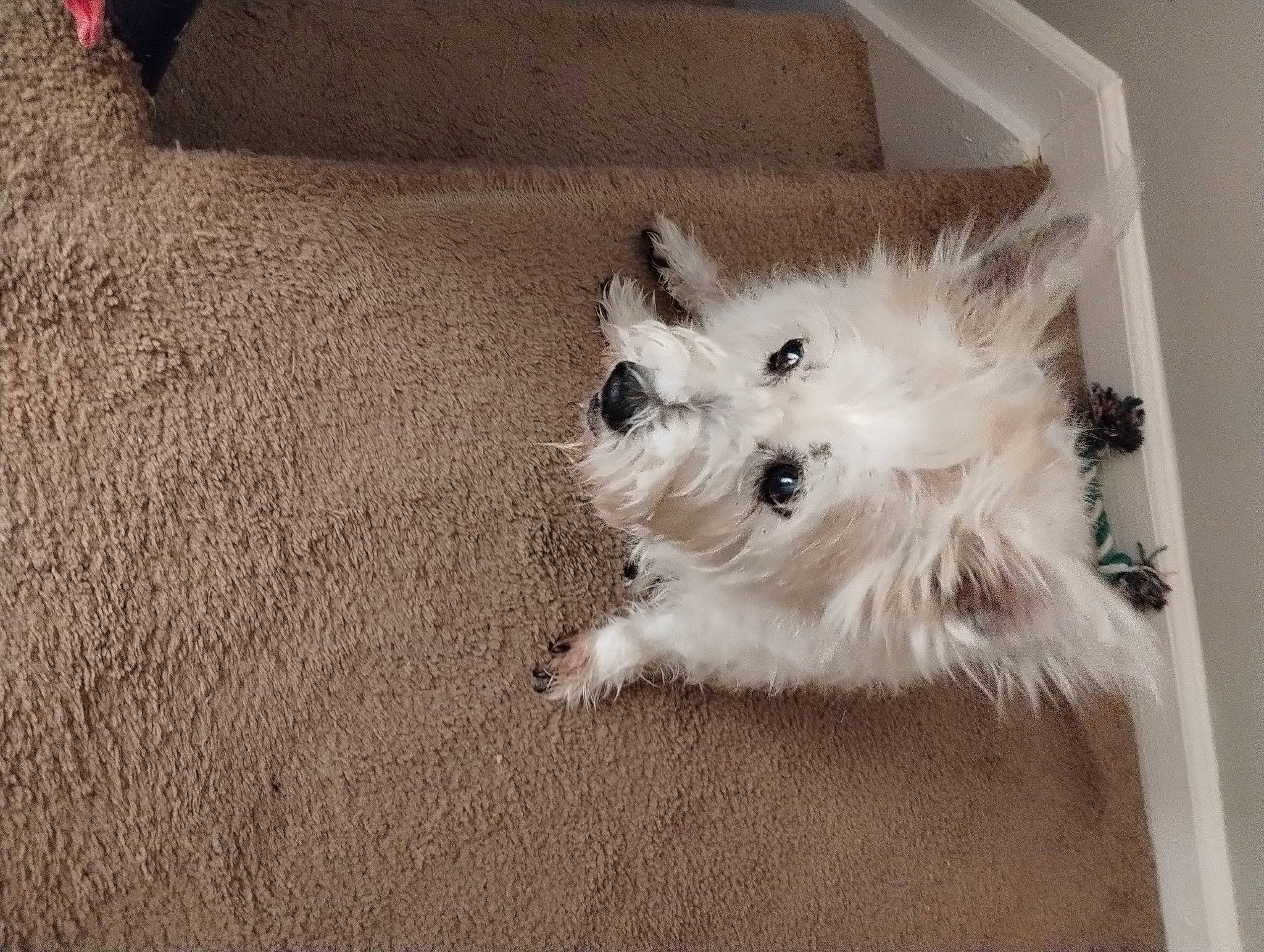 Eddie is registered to the contest to win money with this photo: canidae, carnivore, companion_dog, couch, dog, dog_breed, dog_supply, flooring, fur, maltepoo, non_sporting_group, paw, small_terrier, sporting_group, tail, terrier, toy_dog, whiskers, working_animal