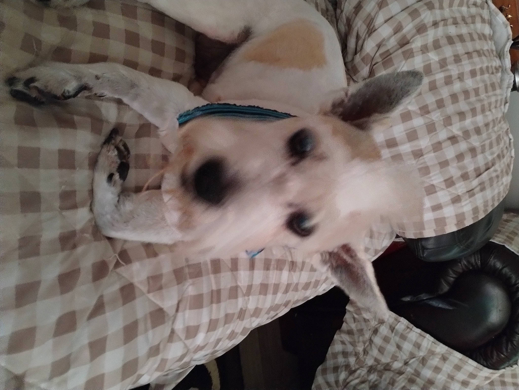 Eddie joined the competition — help win amazing prizes! carnivore, comfort, companion_dog, couch, dog, dog_breed, dog_supply, fawn, fur, linens, pattern, paw, pet_supply, snout, sporting_group, tail, terrestrial_animal, toy_dog, whiskers, working_animal