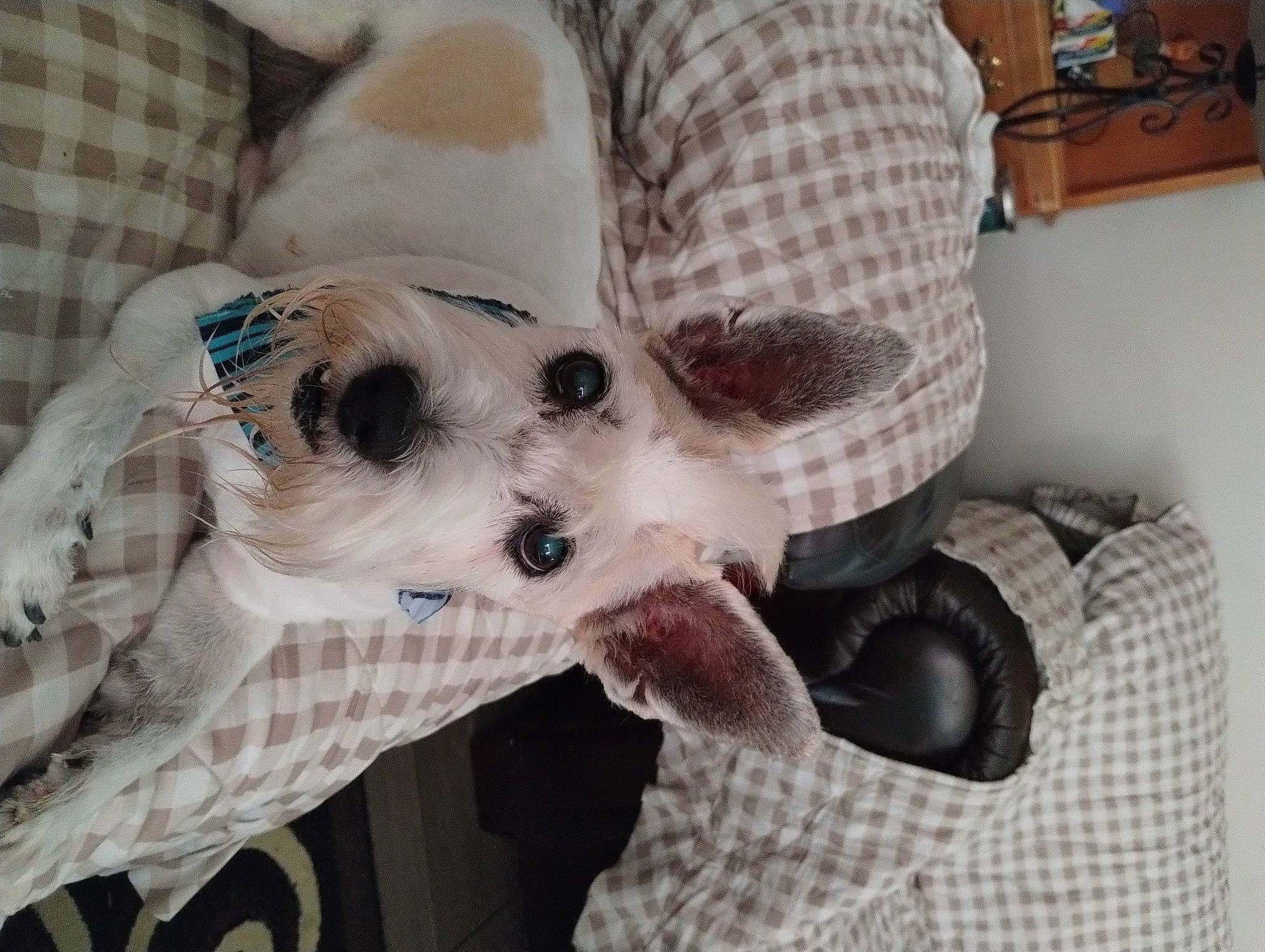 Eddie joined the competition — help win amazing prizes! carnivore, chihuahua, comfort, companion_dog, couch, dog, dog_breed, dog_clothes, dog_supply, fawn, felidae, fur, linens, paw, small_to_medium_sized_cats, sporting_group, terrier, toy_dog, whiskers, working_animal