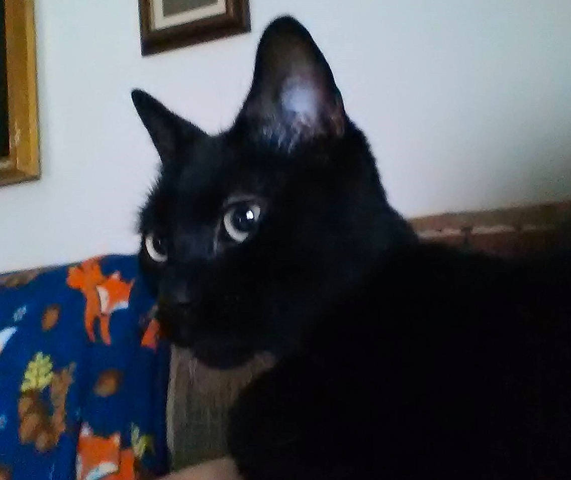 Binxsie is registered to the contest to win money with this photo: black_cat, bombay, carnivore, cat, domestic_short_haired_cat, felidae, fur, picture_frame, small_to_medium_sized_cats, snout, terrestrial_animal, whiskers