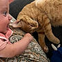 baby, cat, ginger_cat, cushion, patterned_fabric, smile, happy, indoor, person, furniture, toy, blue_toy, paw, arm, face, closeup, interaction, cute, pet, child