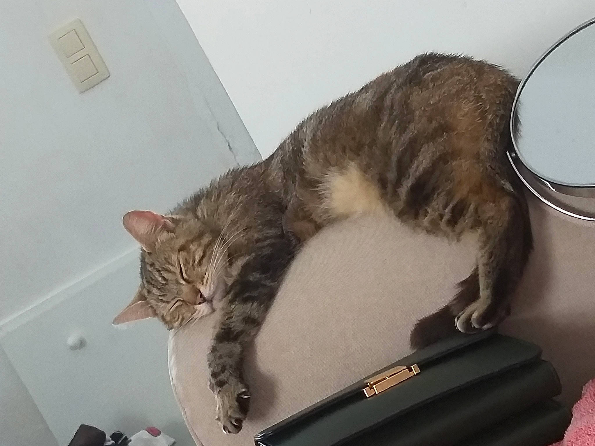 Nila a rejoint le concours — aidez-le/la à gagner de superbes lots ! carnivore, cat, domestic_short_haired_cat, dragon_li, ear, european_shorthair, felidae, fur, kitten, small_to_medium_sized_cats, tabby_cat, tail, whiskers