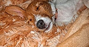 Joy participe au concours pour gagner de l'argent avec cette photo : puppy, dog, sleeping, brown_white, fluffy, fur, nose, ear, collar, indoors, cozy, blanket, plush, closeup, portrait, resting, curled_up, warm_tones, soft_texture, pet