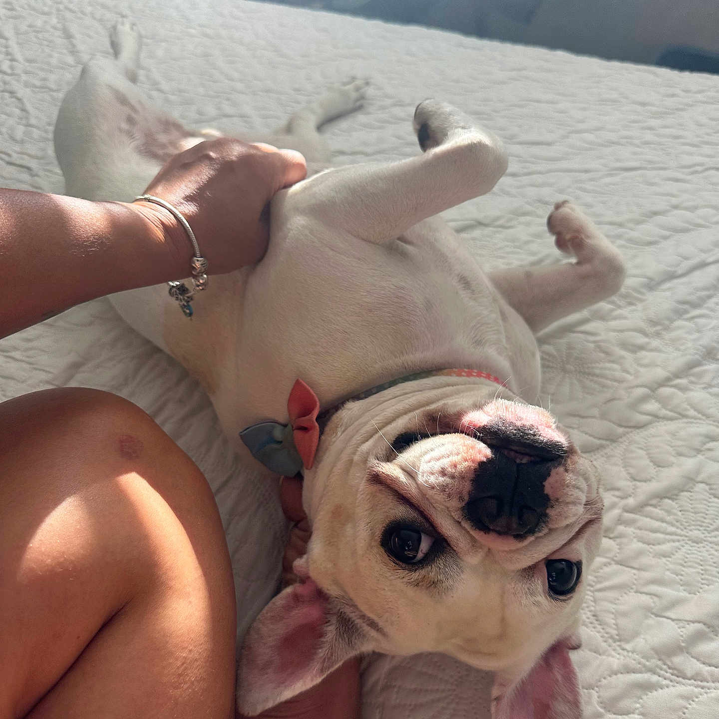 Athena joined the competition — help win amazing prizes! affection, bed, collar, dog, ear, eye, fur, human_hand, indoor, leg, light, nose, pet, playing, quilt, resting, skin, sunlight, upside_down, white_dog