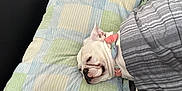 Athena joined the competition — help win amazing prizes! dog, white_dog, bow_tie, sleeping, bed, pillow, blanket, indoor, resting, cozy, pet, canine, head, close_up, domestic_animal, comfort, relaxation, bedroom, sleep, furniture